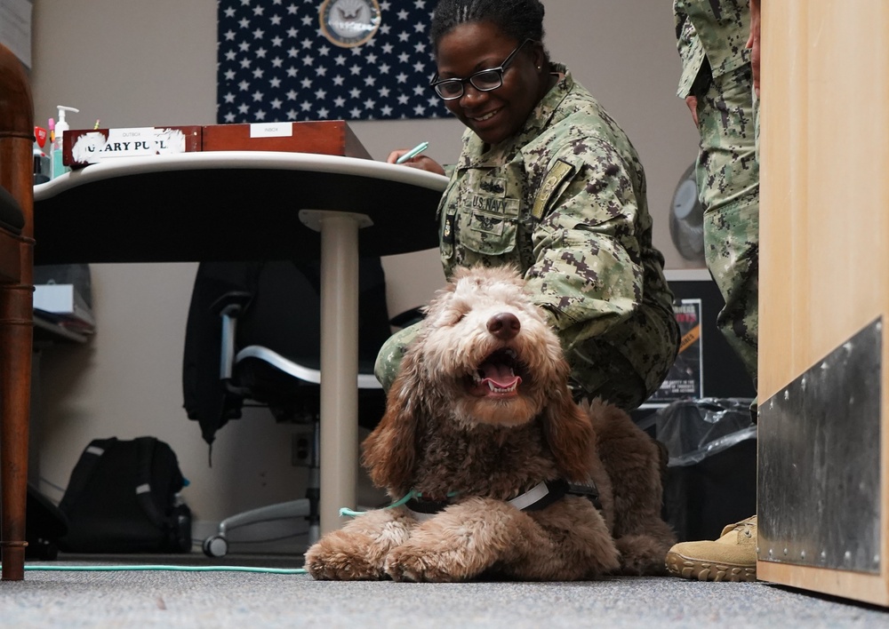 Therapy dog visits NWS Yorktown