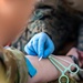 MRF-D 24.3: U.S. Navy, ADF participate in Valkyrie emergency fresh whole blood transfusion training