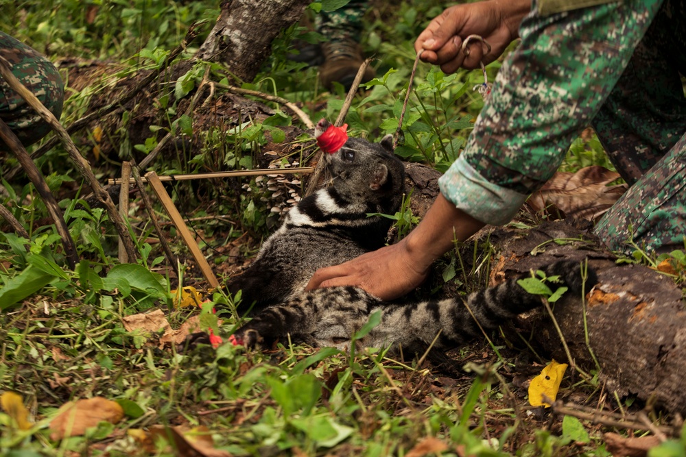 ACDC: 1/7, Armed Forces of the Philippines service members conduct jungle survival training