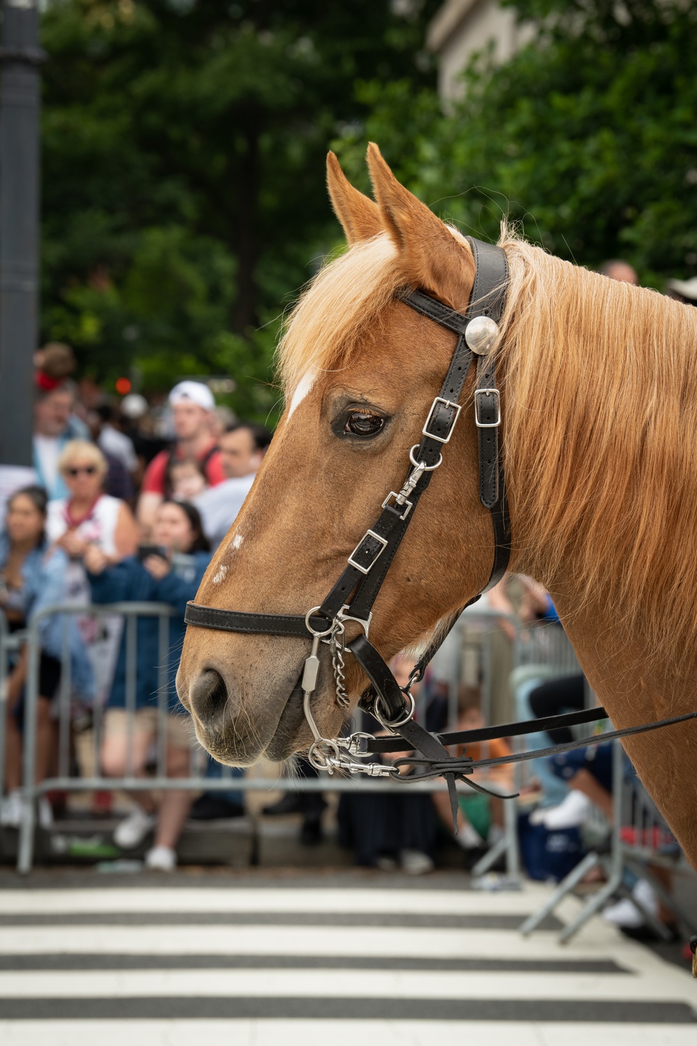 Marine Corps Mounted Color Guard East Coast Tour