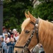 Marine Corps Mounted Color Guard East Coast Tour