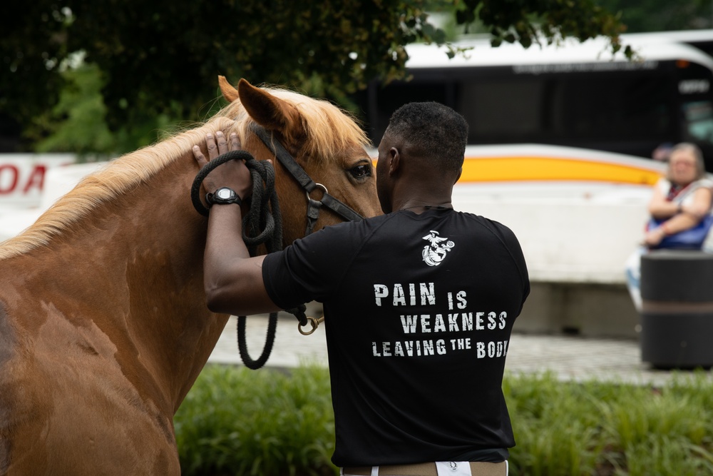 Marine Corps Mounted Color Guard East Coast Tour