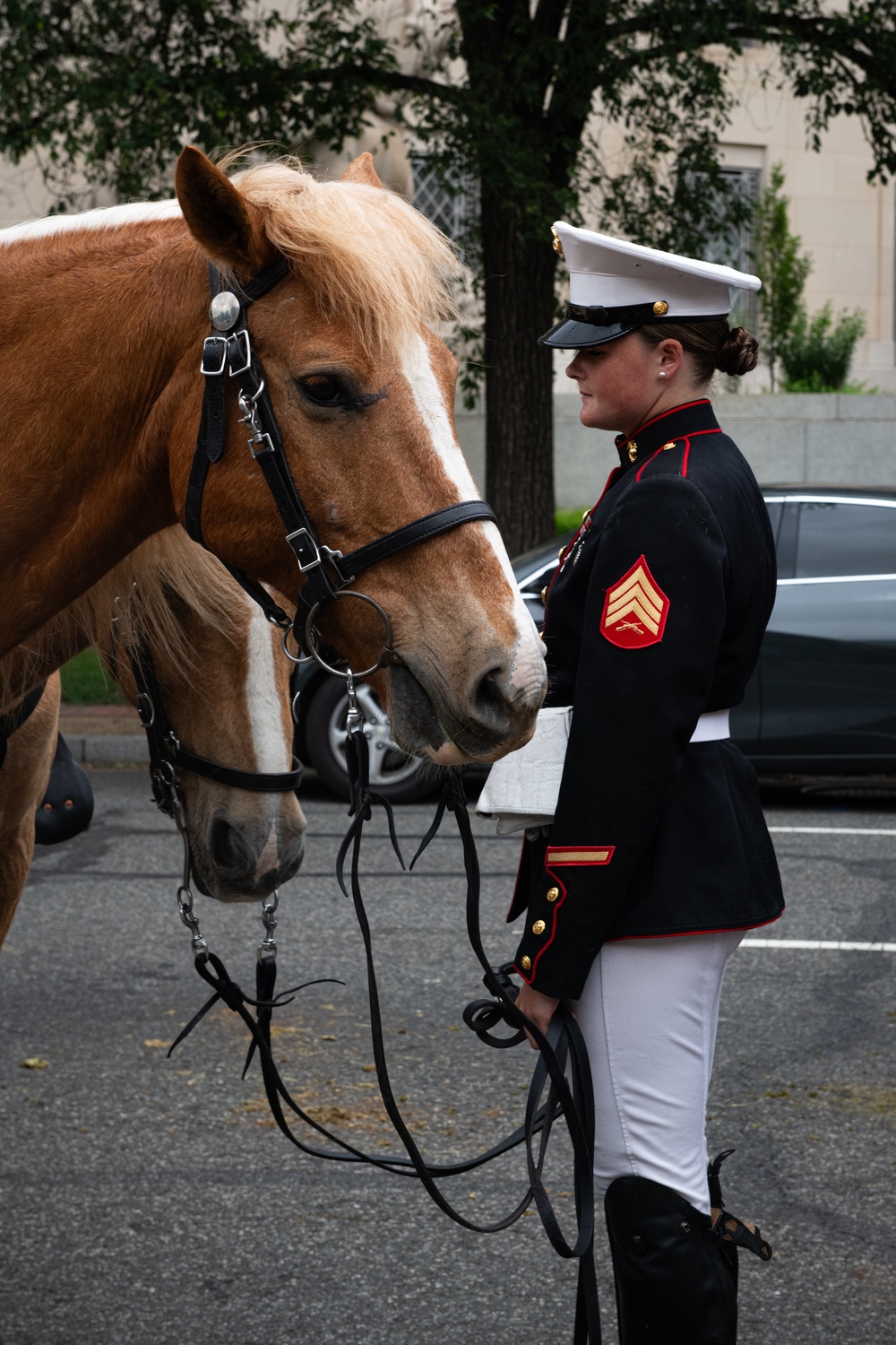 Marine Corps Mounted Color Guard East Coast Tour