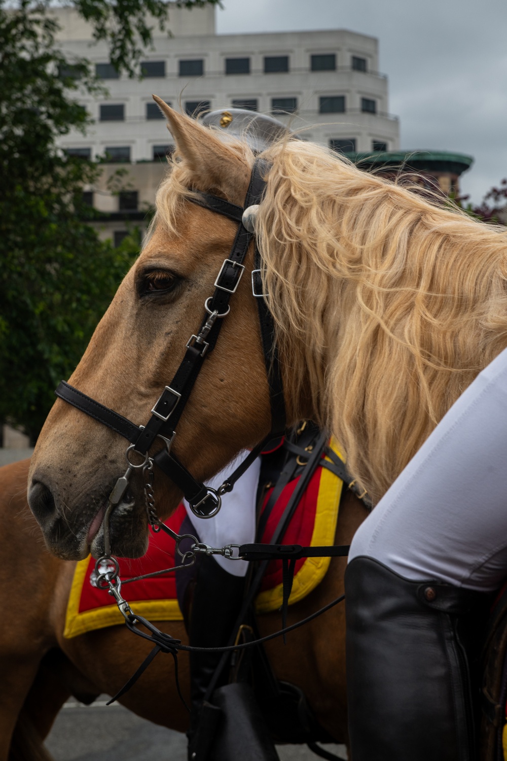 Marine Corps Mounted Color Guard East Coast Tour