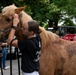 Marine Corps Mounted Color Guard East Coast Tour