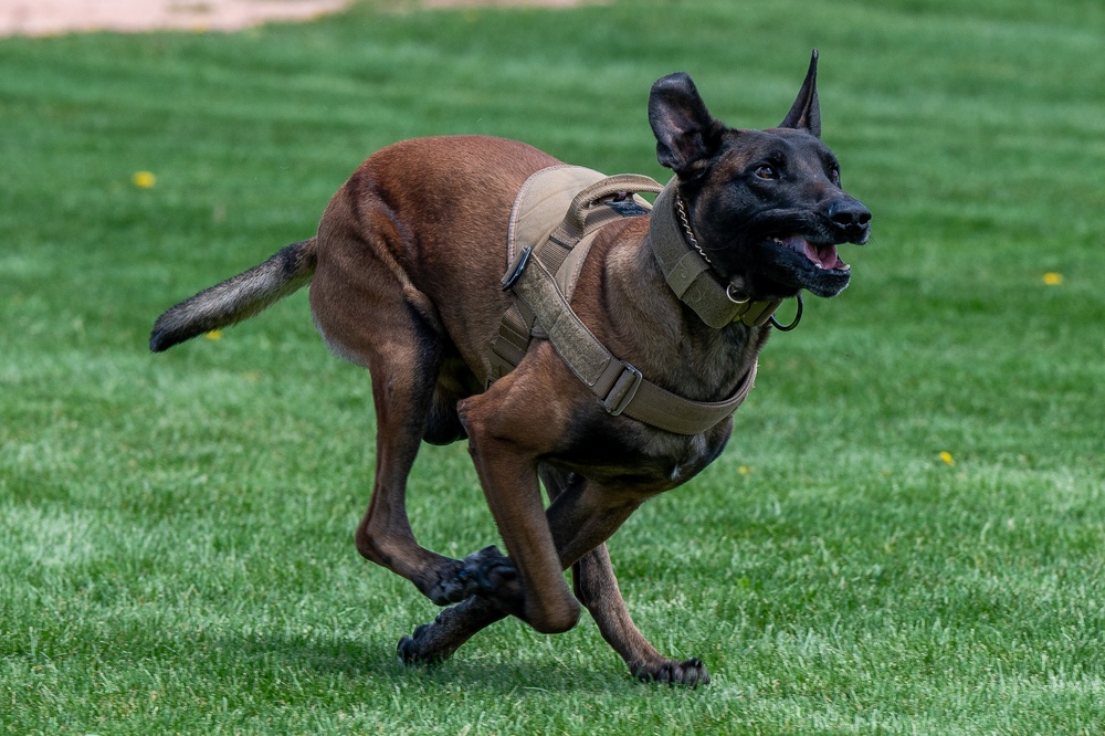 10th SFS Military Working Dog Section’s Front Range K9 Competition