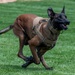 10th SFS Military Working Dog Section’s Front Range K9 Competition