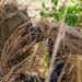 MRF-D 24.3: U.S. Marines, Australian Army Soldiers participate in live-fire stalking exercise