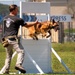 military working dog competition