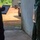 Ivorian Police Conduct Investigation at Flintlock 24