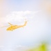 20th Engineer Brigade and 82nd Airborne Division Conduct Helocast Operations