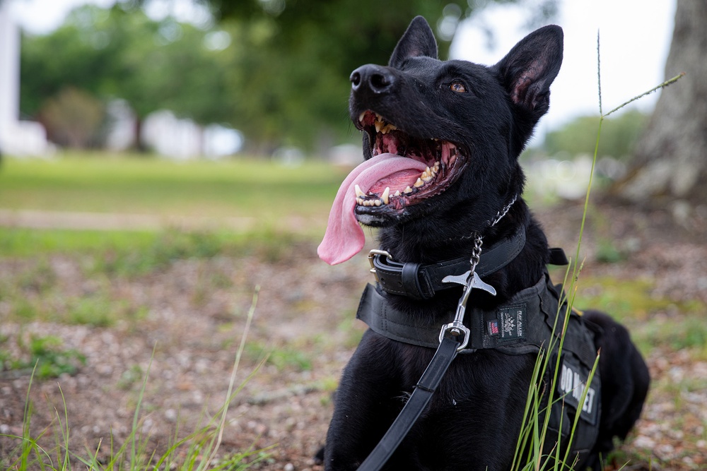 NAS Pensacola Security Forces Dog and Handler Win K-9 Competition