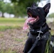 NAS Pensacola Security Forces Dog and Handler Win K-9 Competition