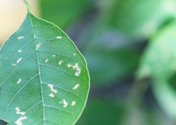 Tick talk: essential tips for preventing tick-borne illnesses