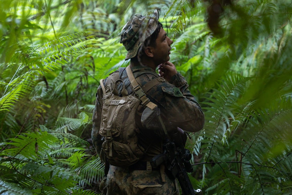 Battalion Landing Team 1/4 conducts jungle warfare training