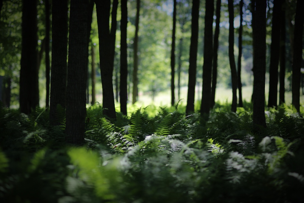 Woodland at Fort Indiantown Gap