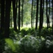 Woodland at Fort Indiantown Gap