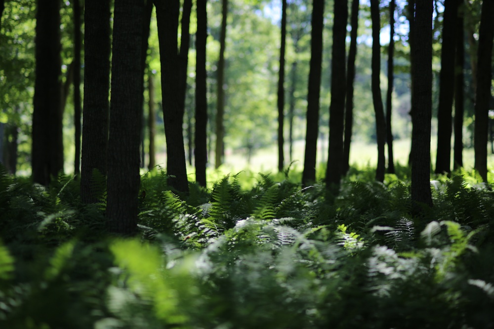 Woodland at Fort Indiantown Gap