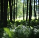 Woodland at Fort Indiantown Gap