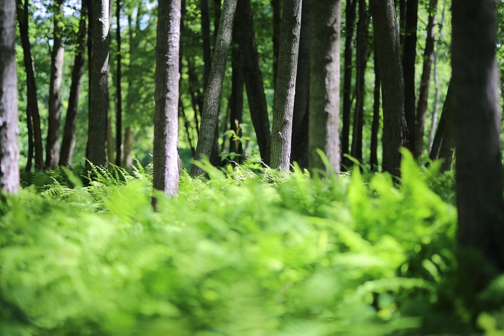 Woodland at Fort Indiantown Gap