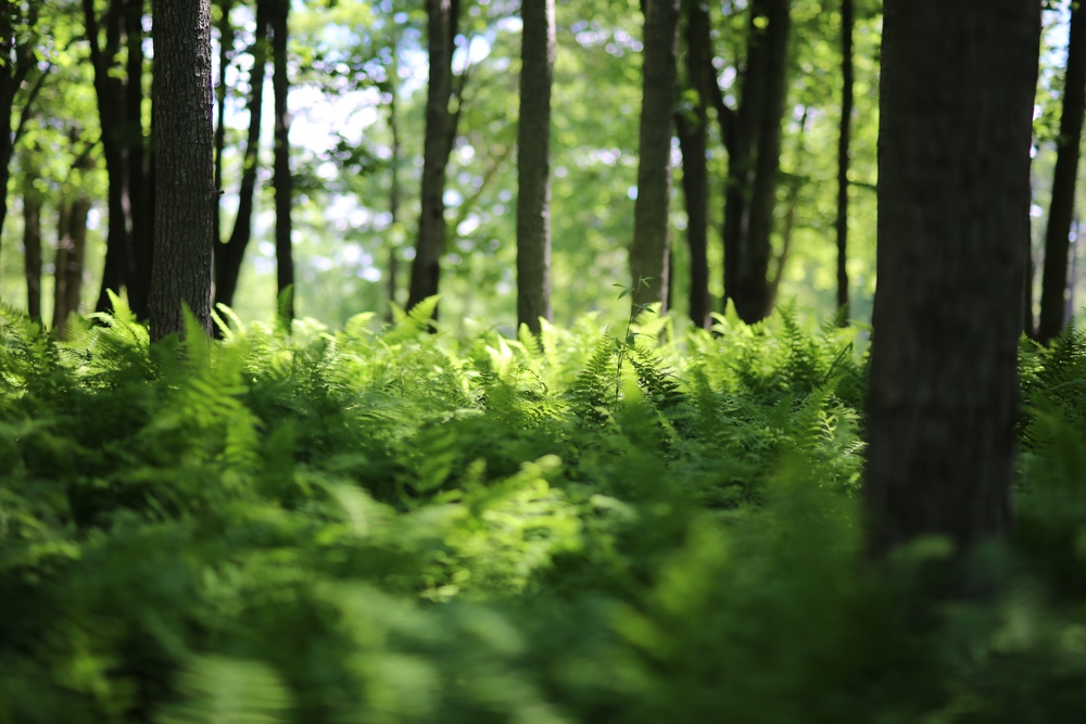 Woodland at Fort Indiantown Gap