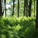 Woodland at Fort Indiantown Gap