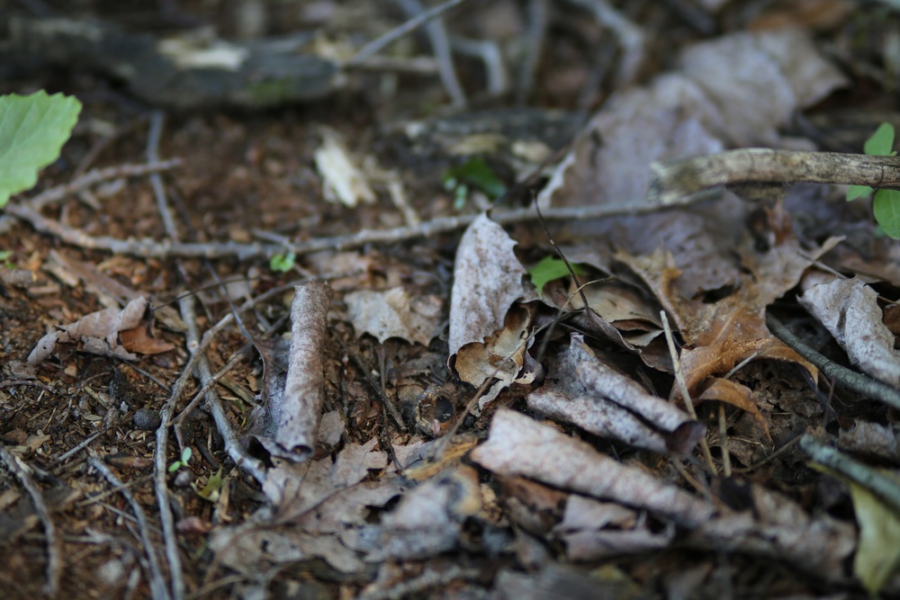 Woodland at Fort Indiantown Gap