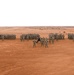 NY National Guard’s 2-108th Infantry Battalion Completes African Lion 24