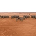 NY National Guard’s 2-108th Infantry Battalion Completes African Lion 24