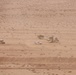 NY National Guard and USMC Execute Combined Arms Live Fire with Moroccan Military