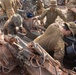MRF-D 24.3: U.S. Marines, Australian Army performs maintenance, change artillery firing area during Thunder Walk 24