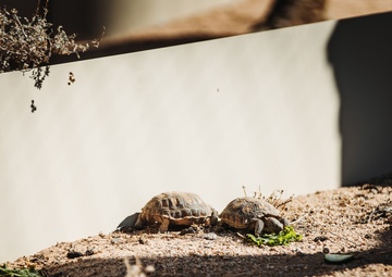 The life of the Desert Tortoise at the TRACRS facility