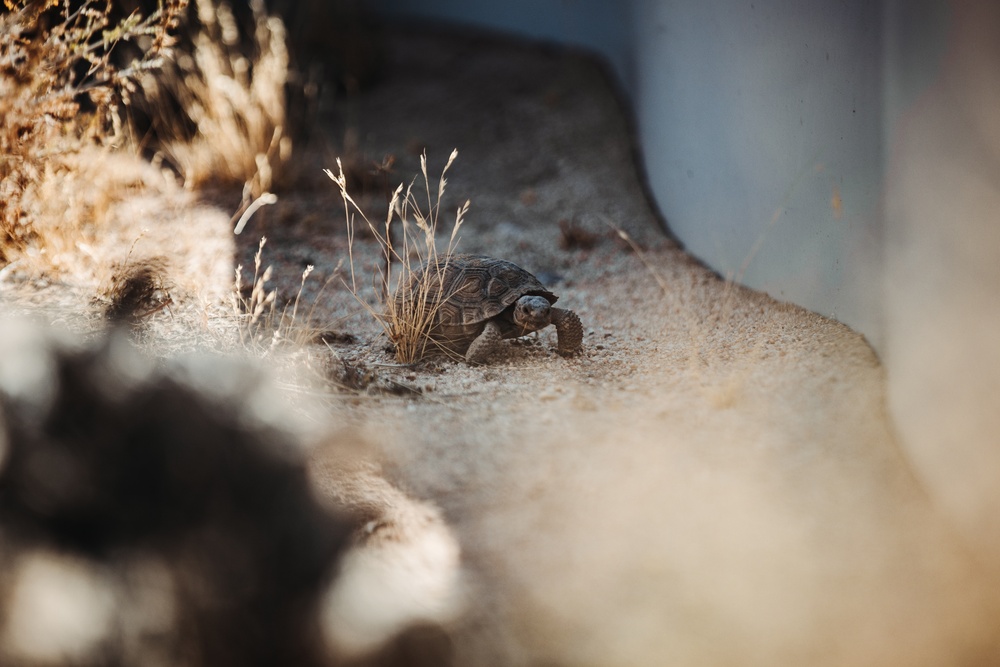 The life of the Desert Tortoise at the TRACRS facility