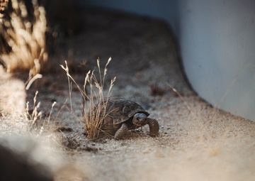 The life of the Desert Tortoise at the TRACRS facility