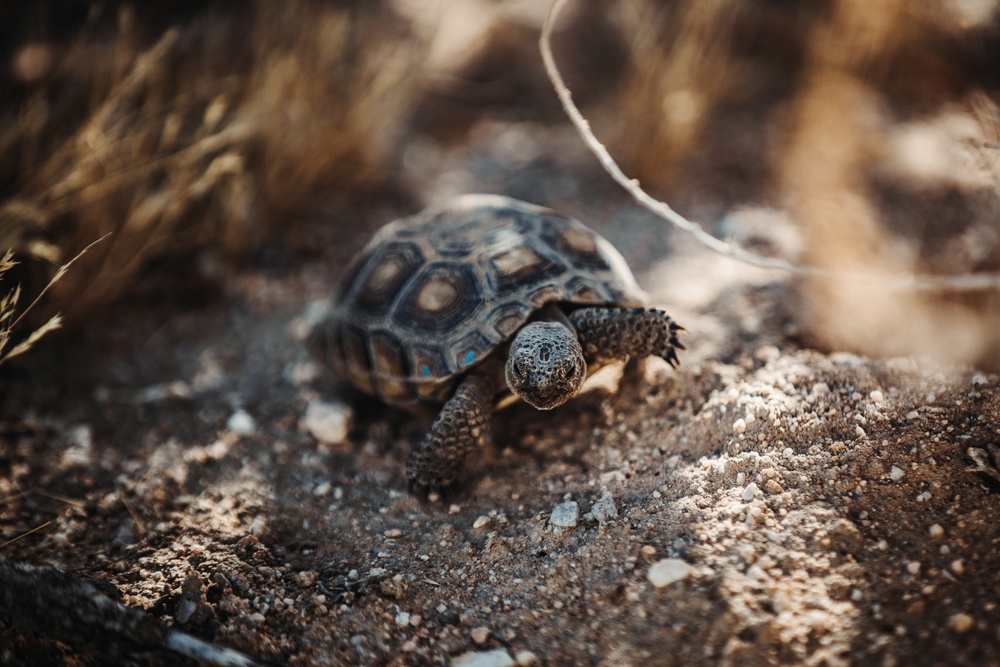 DVIDS - Images - The life of the Desert Tortoise at the TRACRS facility ...