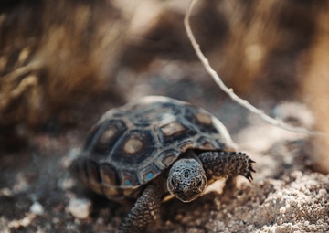 The life of the Desert Tortoise at the TRACRS facility