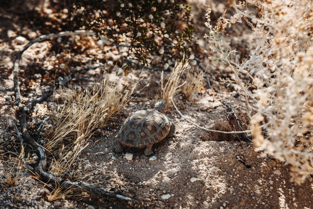 DVIDS - Images - The life of the Desert Tortoise at the TRACRS facility ...