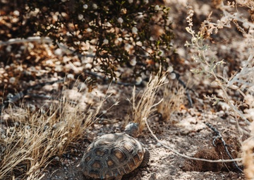 The life of the Desert Tortoise at the TRACRS facility