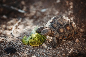 AFN Daegu-Pacific Update-Cultural Awareness Introductory Class (RAW)