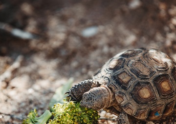 The life of the Desert Tortoise at the TRACRS facility