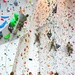 Basic Climbing Course