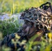 4th Recon Marines conduct force on force exercise in Sweden during BALTOPS 24