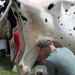 Fort McCoy Participates in Butterfest 2024 Milking Contest