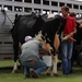 Fort McCoy Participates in Butterfest 2024 Milking Contest