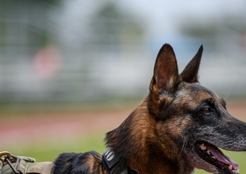 MWD Certification on Chièvres Air Base