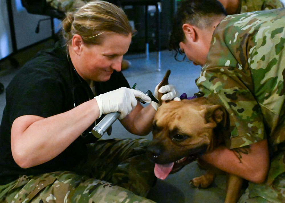 IRT Vet Inspects Dog Ears