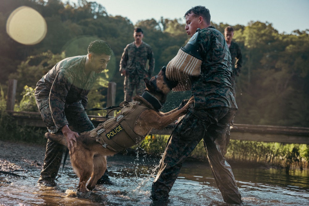 U.S. Marines with the Provost Marshall Office K-9 conduct water aggression training with military working dogs