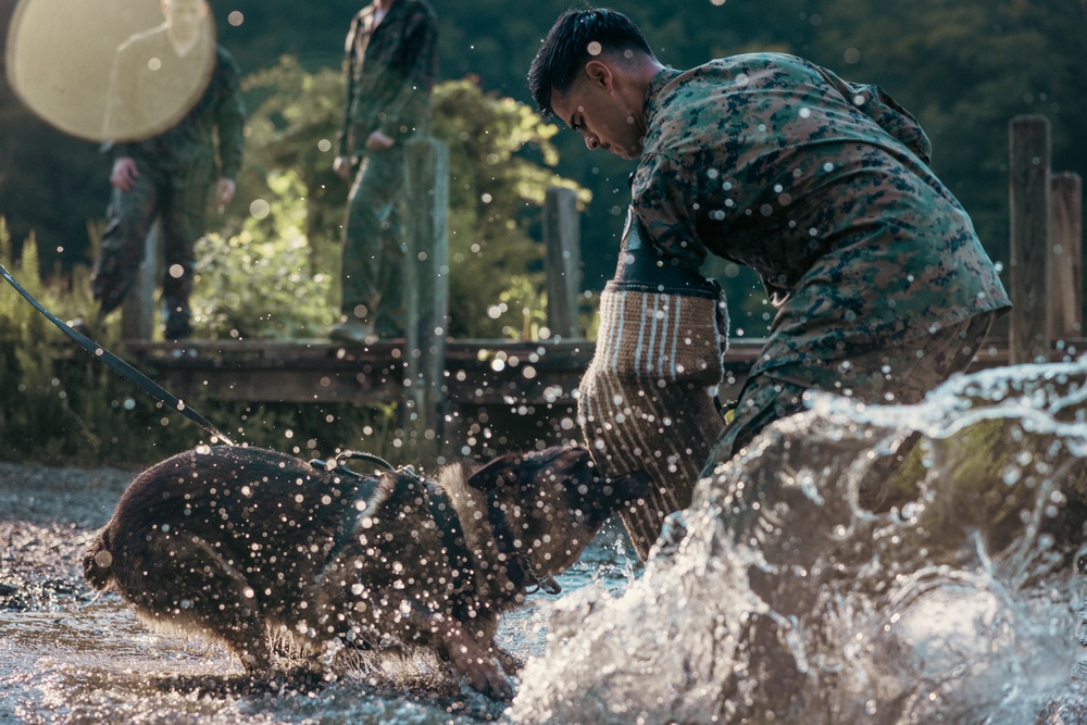 U.S. Marines with the Provost Marshall Office K-9 conduct water aggression training with military working dogs