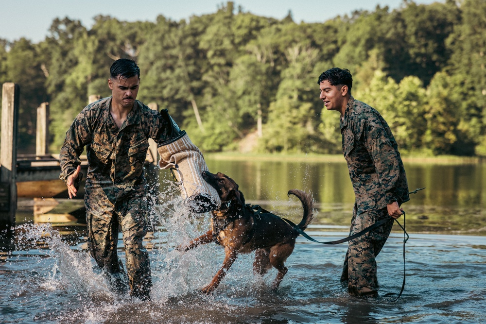 U.S. Marines with the Provost Marshall Office K-9 conduct water aggression training with military working dogs