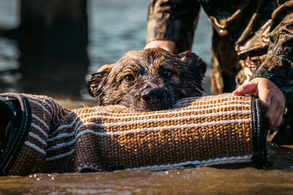 U.S. Marines with the Provost Marshall Office K-9 conduct water aggression training with military working dogs